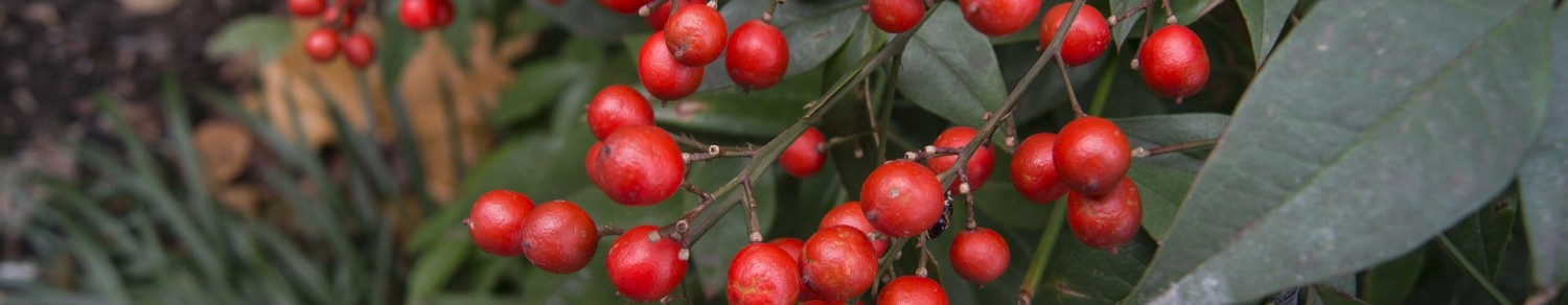 Les plantes toxiques du jardin