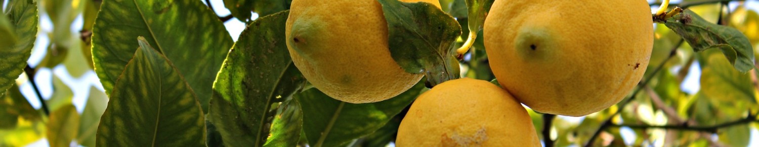 La fête du citron à Menton