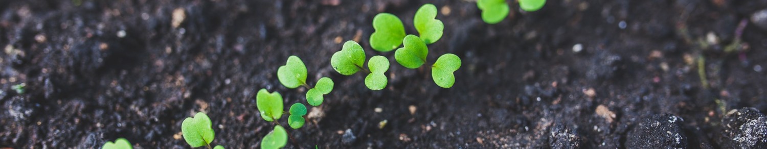 Semer des légumes pas à pas