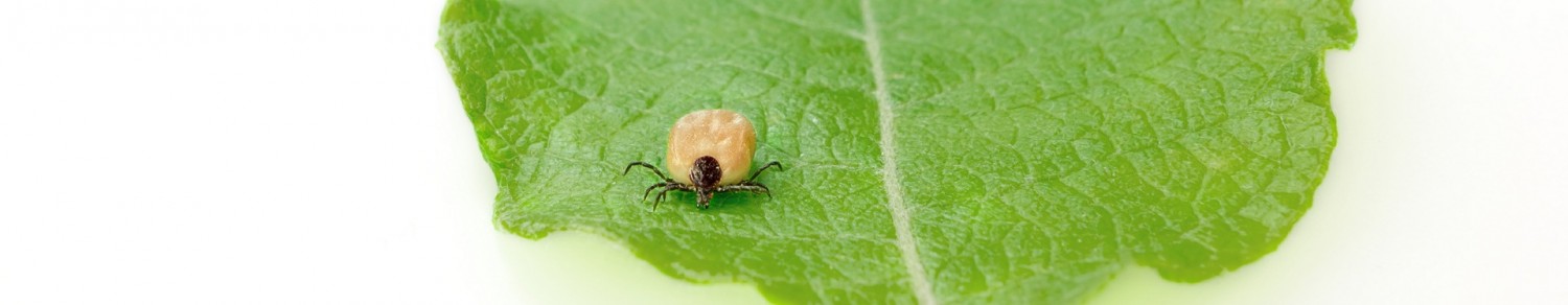 Se protéger contre la maladie de Lyme