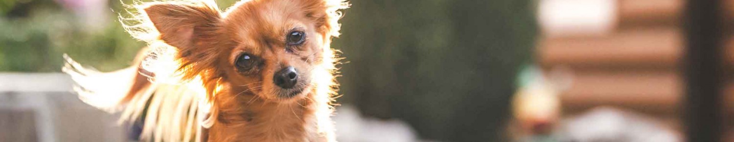 Un chien avec des oreilles au top de l’hygiène